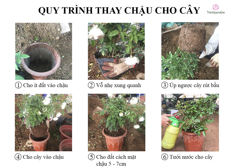 Cách chăm sóc hoa hồng