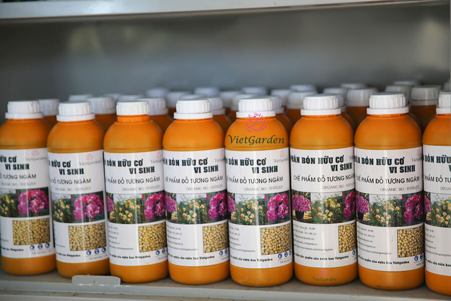 Cách chăm sóc hoa hồng