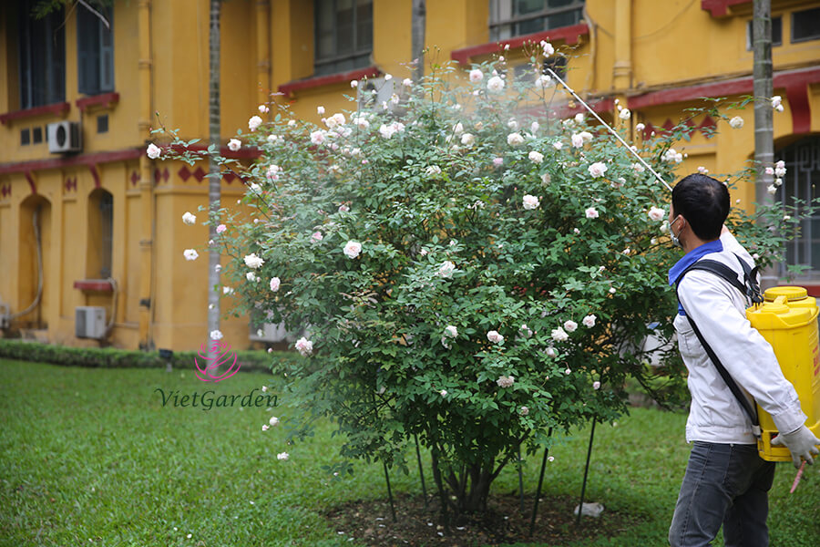 Cách chăm sóc hoa hồng