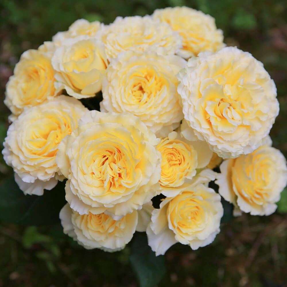 Hoa Hồng Nhật Kaikyo Rose - Hoa Hồng Vàng Tuyệt Đẹp