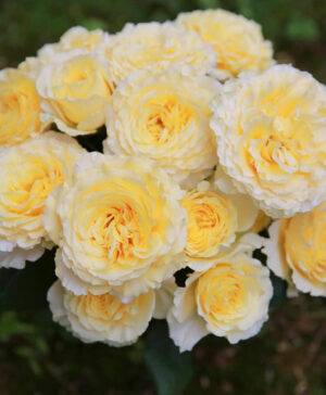 Hoa hồng ngoại Kaikyo rose