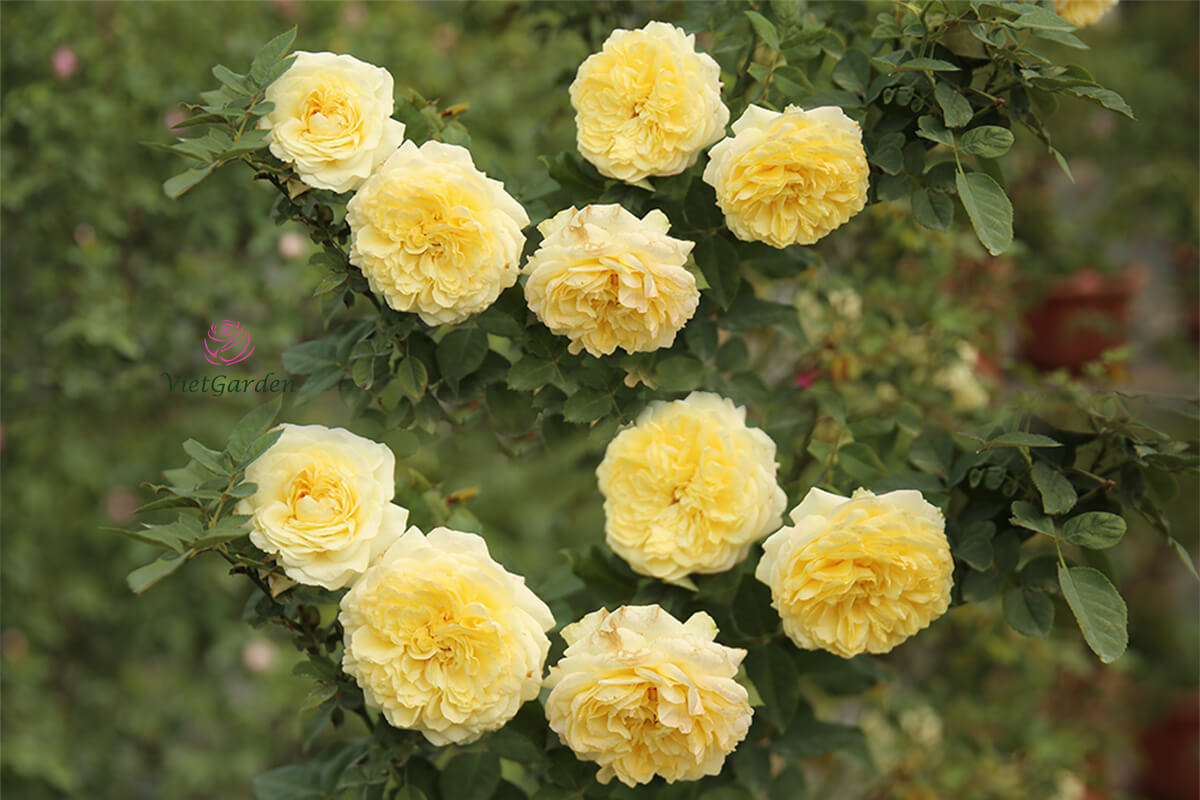 Hoa hồng Nhật kaikyo rose 