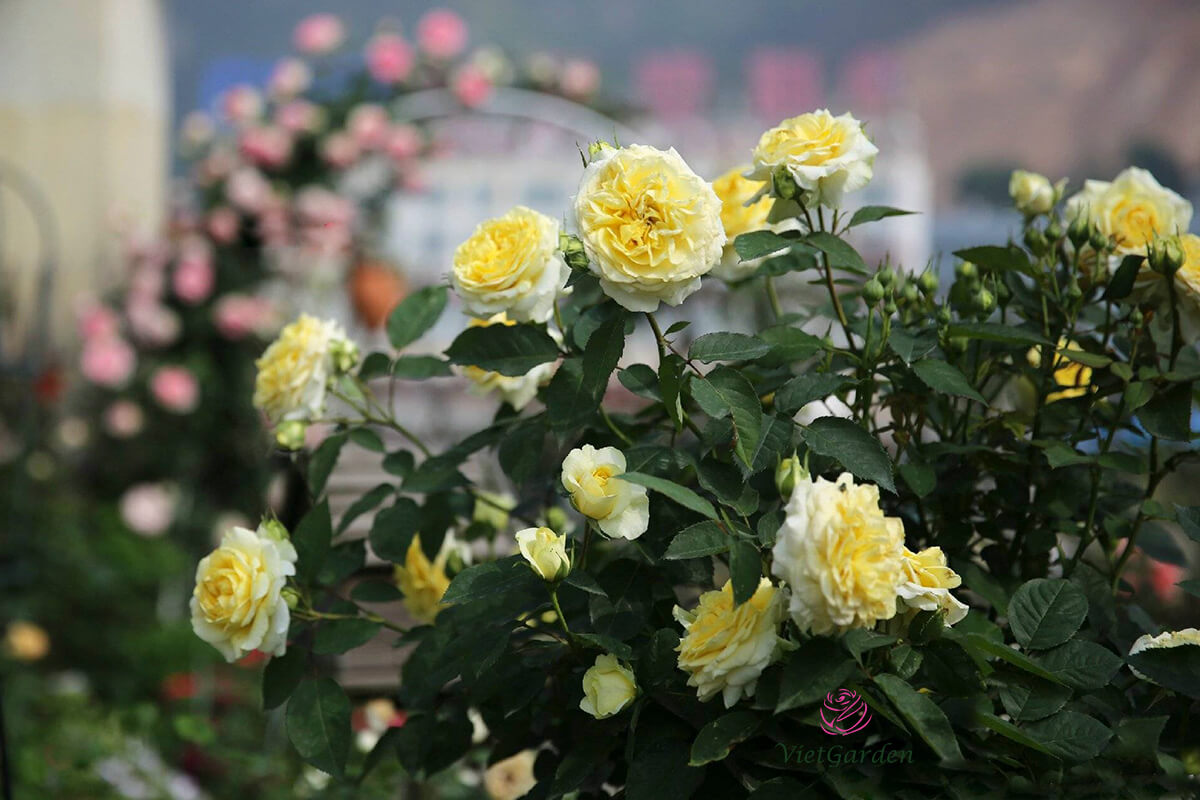 Hoa hồng Nhật kaikyo rose 