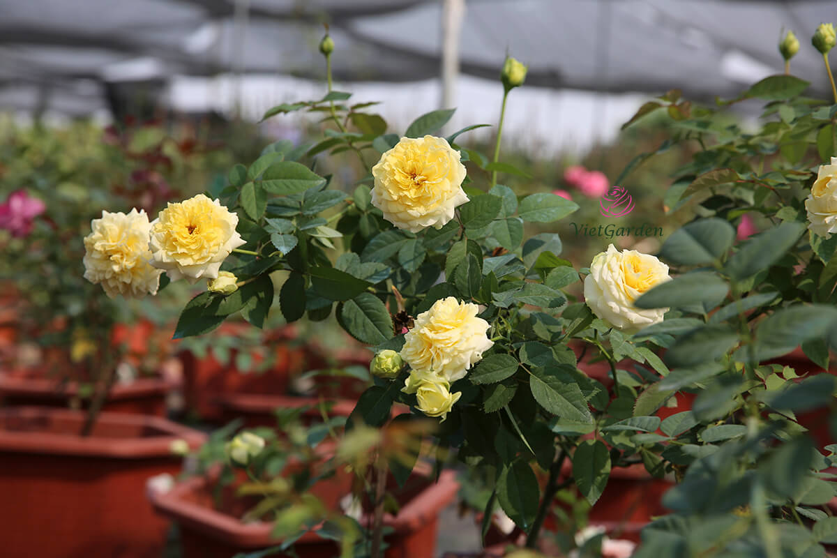 Hoa hồng Nhật Kaikyo rose