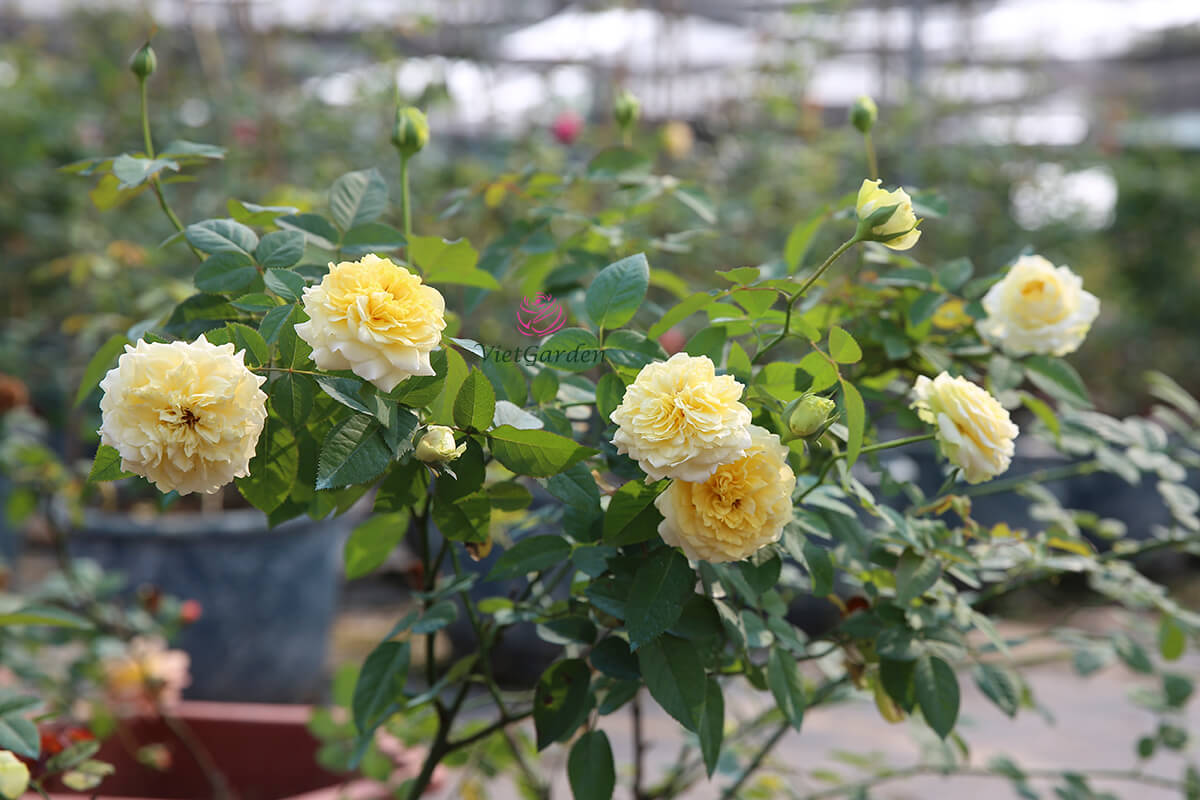 Hoa hồng Nhật kaikyo rose 