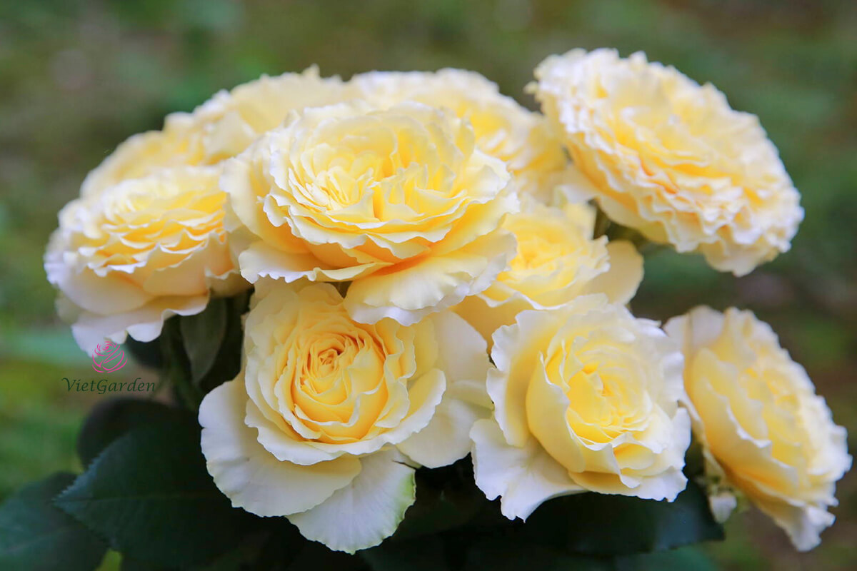 Hoa hồng Nhật kaikyo rose 