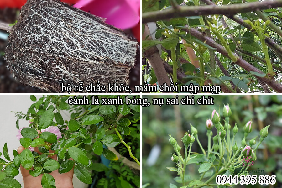 Phân bón sinh học cho hoa hồng