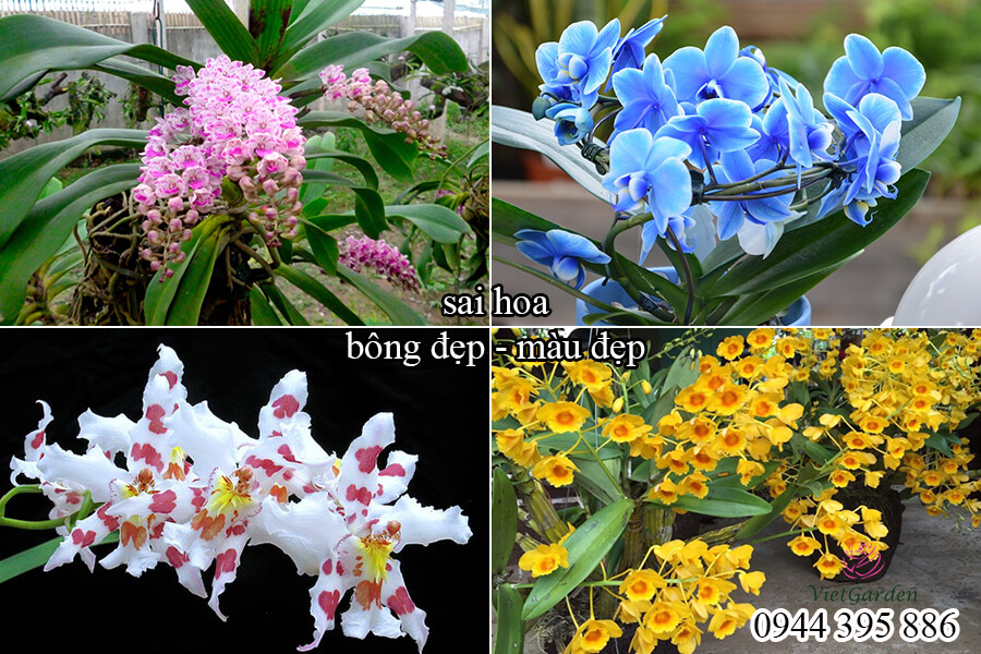 Phân bón sinh học cho hoa hồng