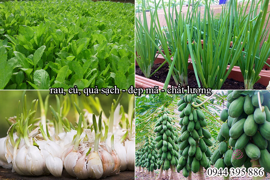 Phân bón sinh học cho hoa hồng