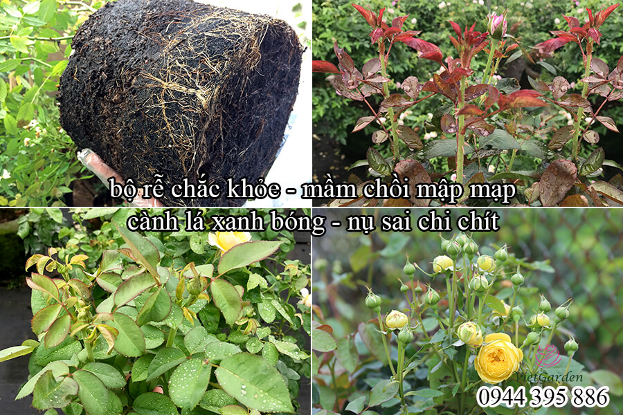 Phân bón sinh học cho hoa hồng Bio Root (4)
