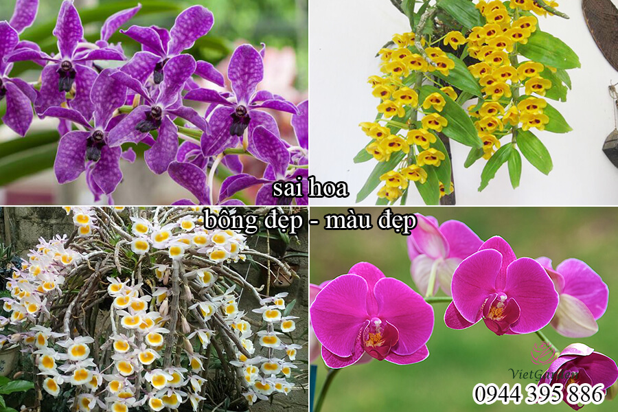 Phân bón sinh học cho hoa hồng Bio Root (5)