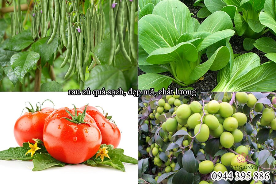 Phân bón sinh học cho hoa hồng Bio Root (6)