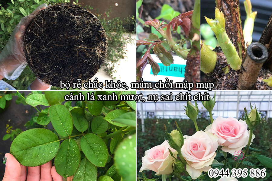 Phân bón sinh học kích mầm chồi cho hoa hồng (7)