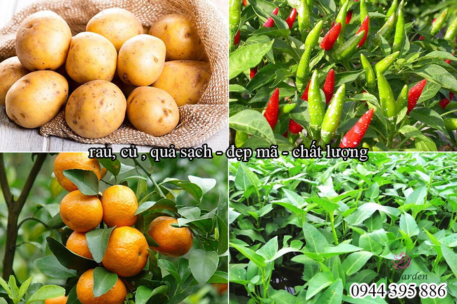 Phân bón sinh học kích mầm chồi cho hoa hồng (8)