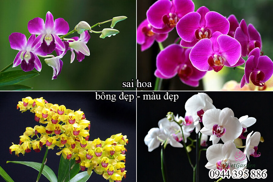 Phân bón sinh học kích mầm chồi cho hoa hồng (9)