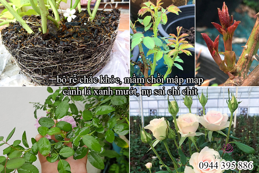 Phân bón sinh học kích ra hoa (10)