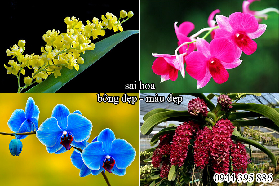 Phân bón sinh học kích ra hoa (9)