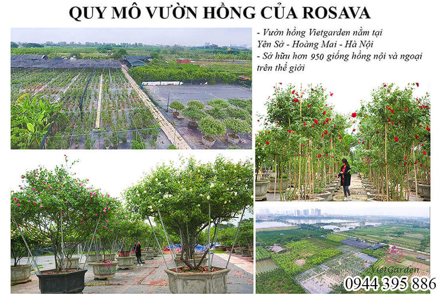 Phân bón sinh học nuôi chồi bón lá cho hoa