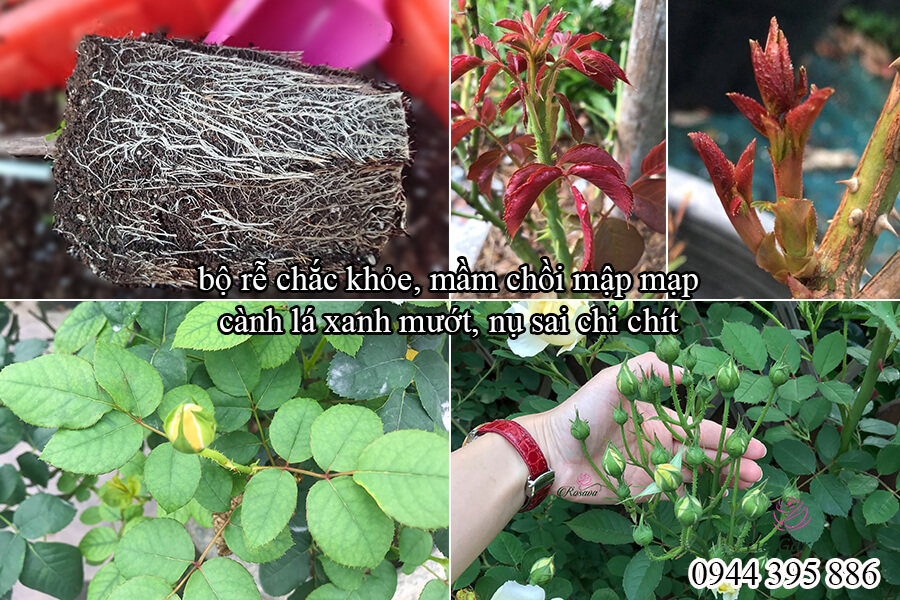 Phân bón sinh học nuôi chồi bón lá cho hoa (8)