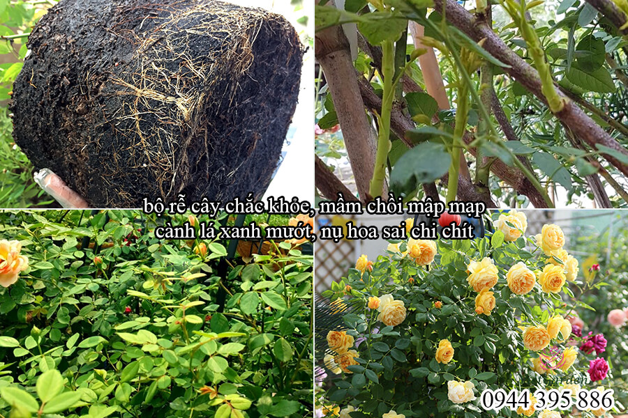 Thuốc trừ sâu bệnh thế hệ mới (13)