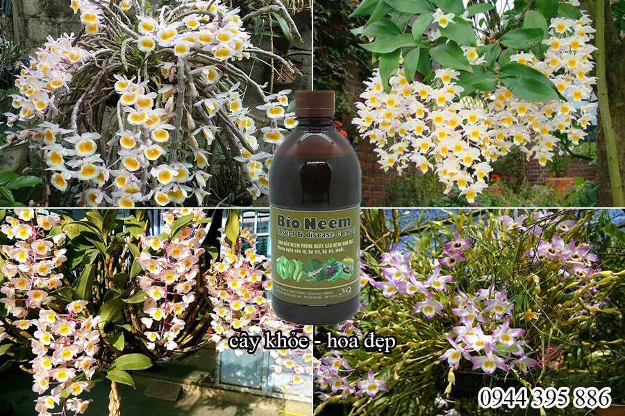 Thuốc trừ sâu sinh học cho hoa hồng (12)