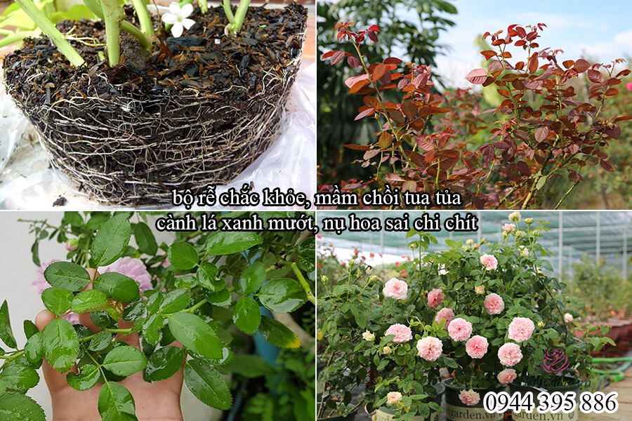 Thuốc trừ sâu sinh học cho hoa hồng (2)