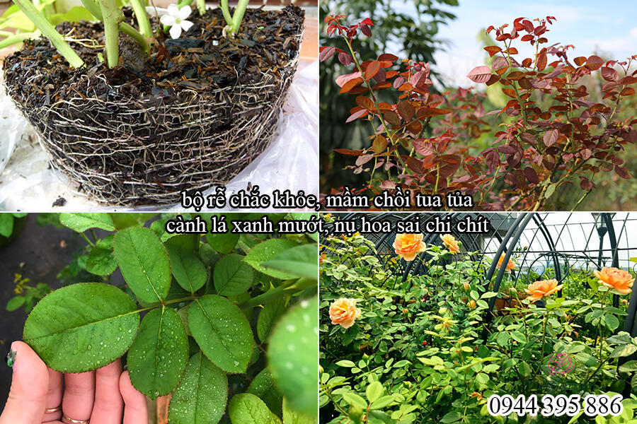 Thuốc trừ sâu sinh học cho hoa hồng Bio Meta (8)