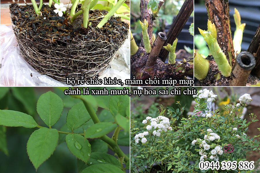 Thuốc trừ sâu sinh học thảo mộc (15)