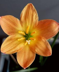 Hoa huệ mưa Z.Airie Rain Lily