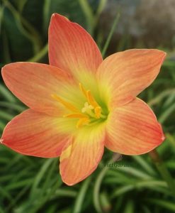 Hoa huệ mưa Z.Airie Rain Lily