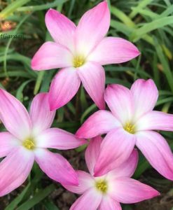 Hoa Huệ Mưa Z.Aperitif Rain Lily