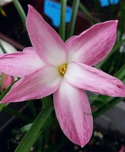 Hoa Huệ Mưa Z.Aperitif Rain Lily