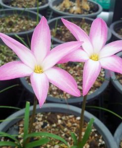 Hoa Huệ Mưa Z.Aperitif Rain Lily