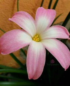 Hoa Huệ Mưa Z.Aperitif Rain Lily