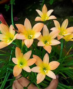 Hoa huệ mưa Z.Apiricot Queen Rain Lily