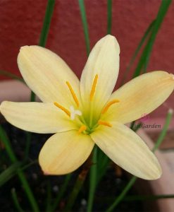 Hoa huệ mưa Z.Apiricot Queen Rain Lily