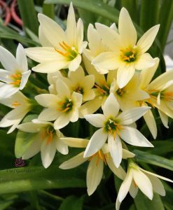 Hoa Huệ Mưa Z.Apricot King Rain Lily