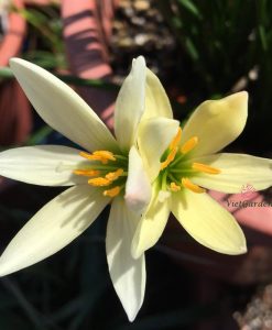 Hoa Huệ Mưa Z.Apricot King Rain Lily