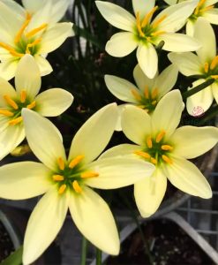 Hoa Huệ Mưa Z.Apricot King Rain Lily