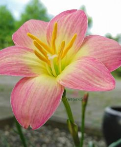 Hoa huệ mưa Z.Aurora Rain Lily