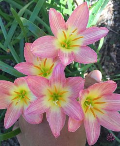 Hoa huệ mưa Z.Aurora Rain Lily