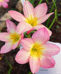 Hoa huệ mưa Z.Aurora Rain Lily