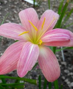 Hoa huệ mưa Z.Baby’s Breath Rain Lily