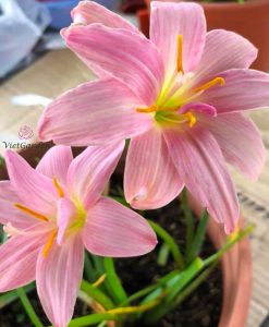 Hoa huệ mưa Z.Baby’s Breath Rain Lily