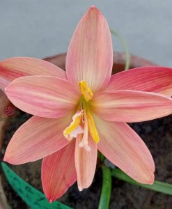 Hoa huệ mưa Z.Baby’s Breath Rain Lily