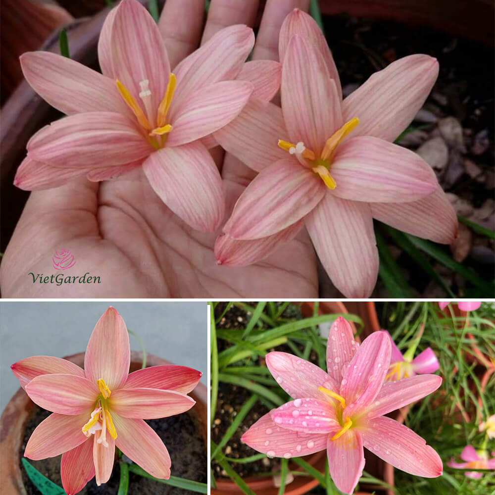 Hoa huệ mưa Z.Baby’s Breath Rain Lily Hoa huệ mưa Z.Baby’s Breath Rain Lily