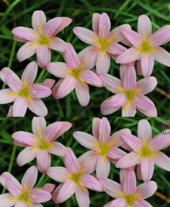 Hoa huệ mưa Z.Baby’s Breath Rain Lily