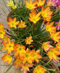 Hoa Huệ Mưa Z.Bright Eyes Rain Lily