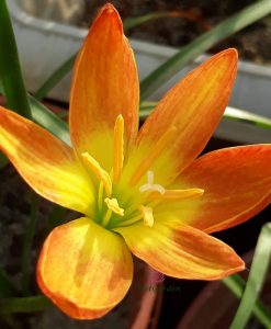 Hoa Huệ Mưa Z.Bright Eyes Rain Lily