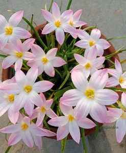 Hoa Huệ Mưa Z.Bubbles Rain Lily